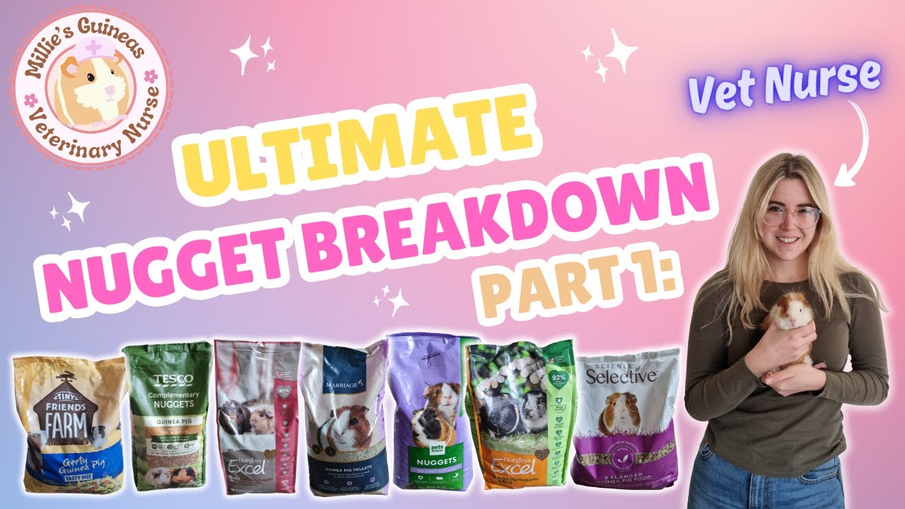The ULTIMATE Guinea Pig Nugget Breakdown! - Veterinary Nurse Explains (Part 1)