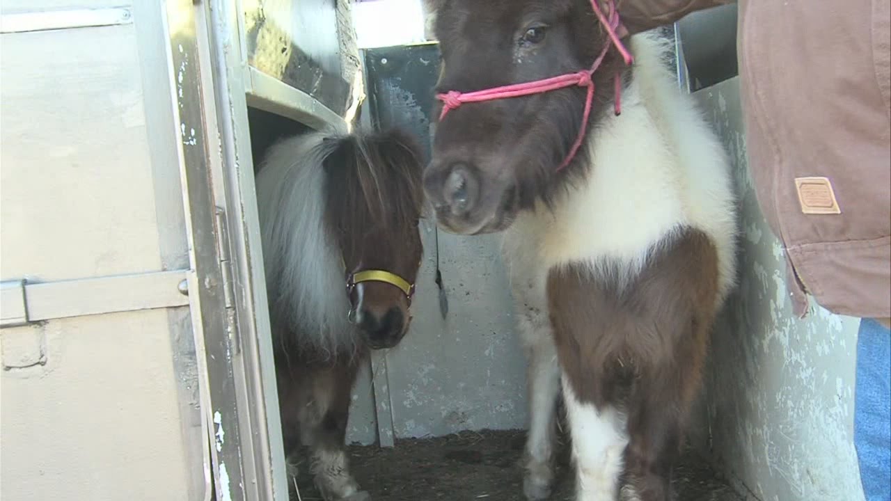 Three miniature horses rescued in Vigo County receive much-needed baths