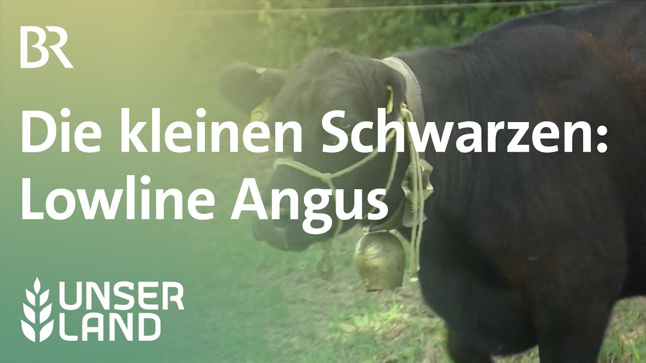 Lowline Angus | Unser Land | BR Fernsehen