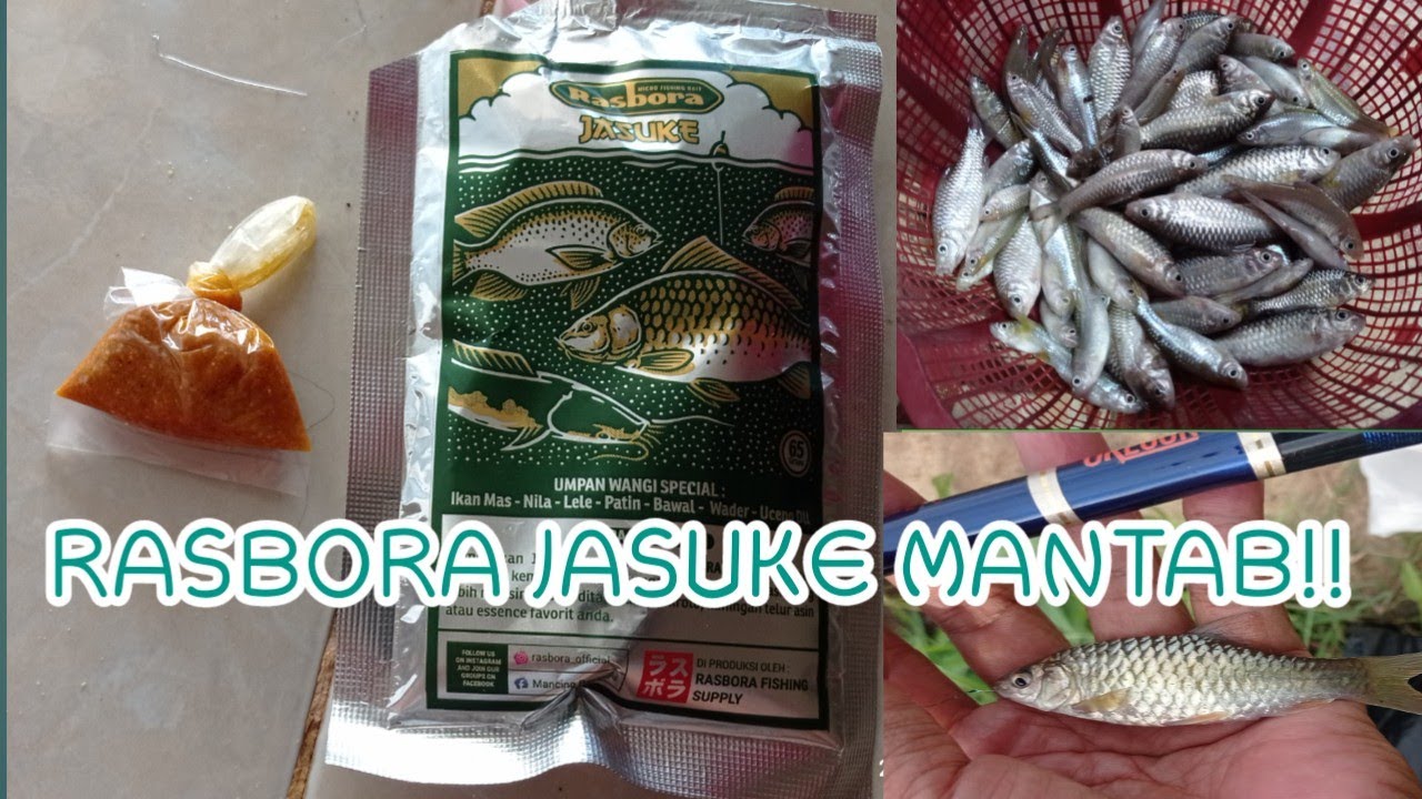 MANTAB!! UMPAN MICROFISHING RASBORA JASUKE