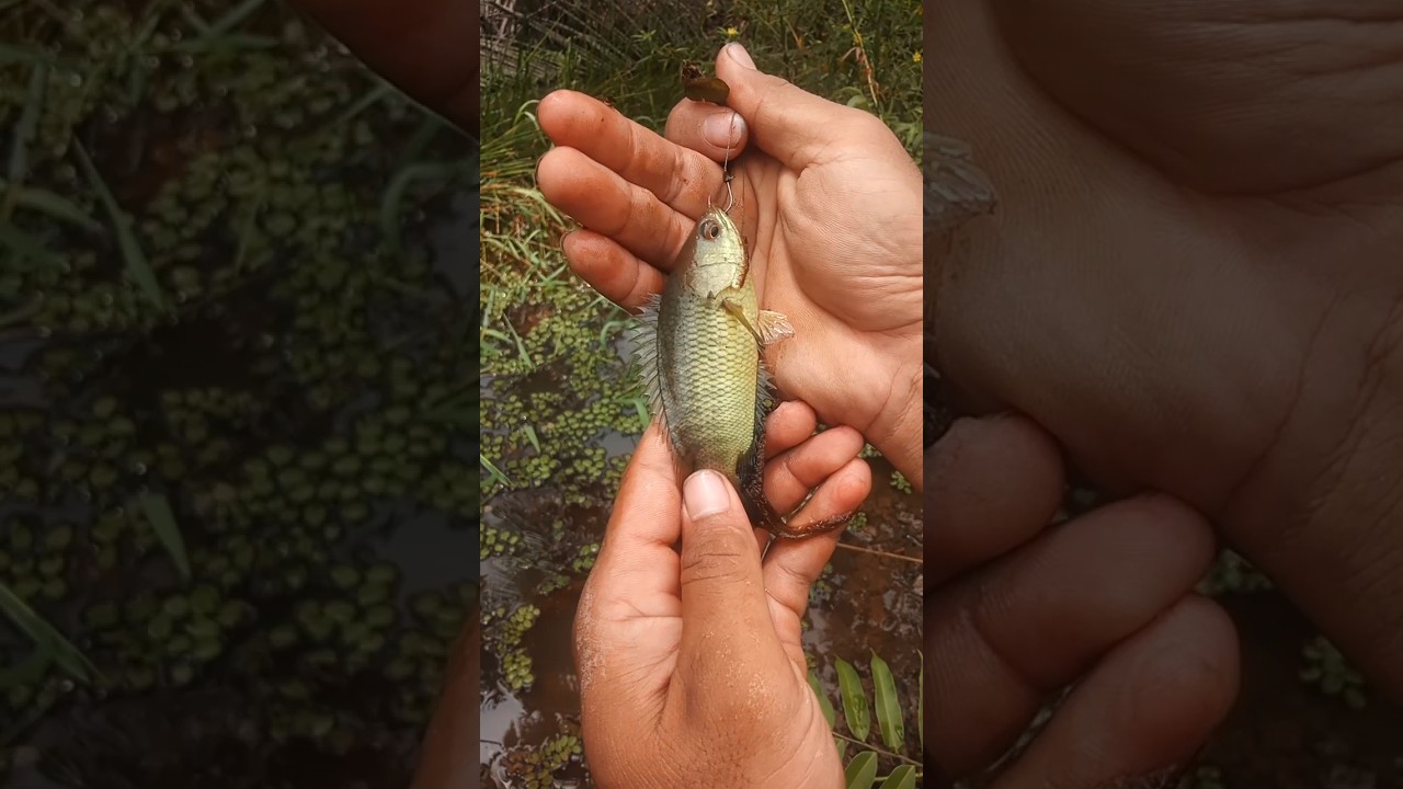 ikan duri tajam nih temen-temen
