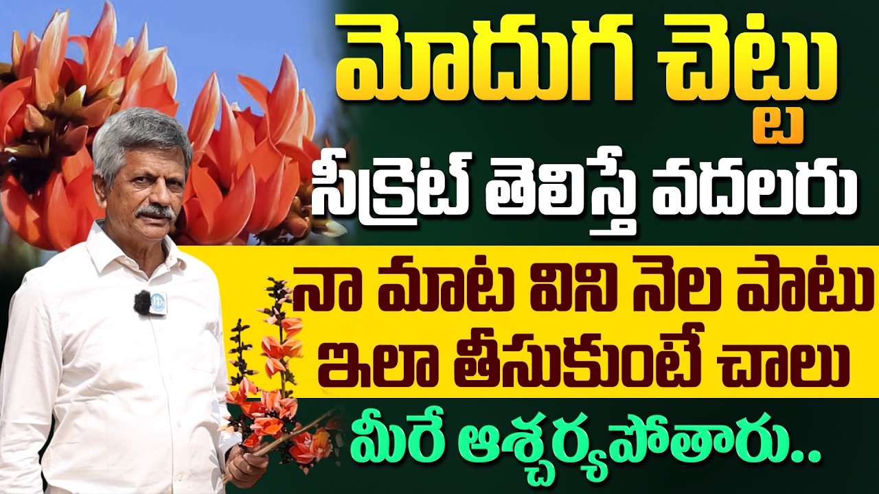 మోదుగ చెట్టు సీక్రెట్ తెలిస్తే వదలరు! | Health Benefits of Moduga Chettu in Telugu | iDream