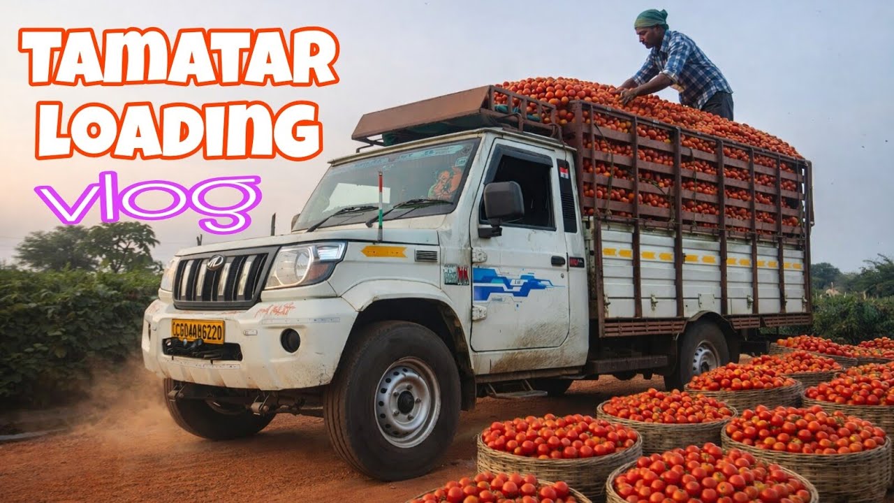 Tamatar Load || Mandi 🚀 King || #pickup 