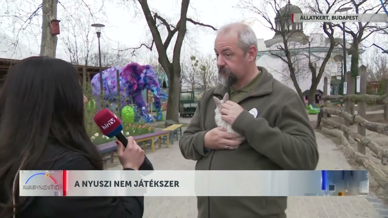 Napindító - A nyuszi nem játékszer - HÍR TV