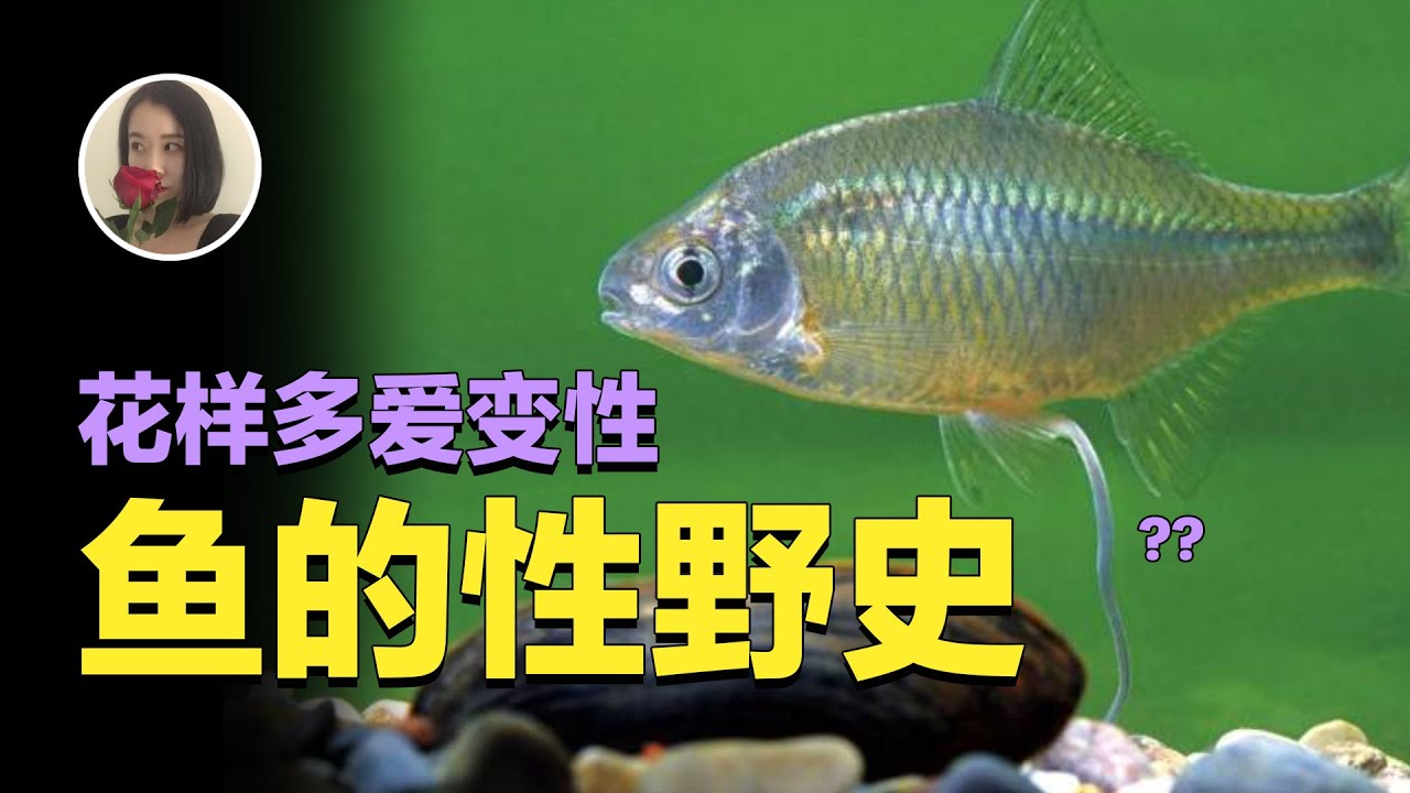 【鱼的性生活】都这么野吗?来回变性就算了人类行为居然一个也没拉下