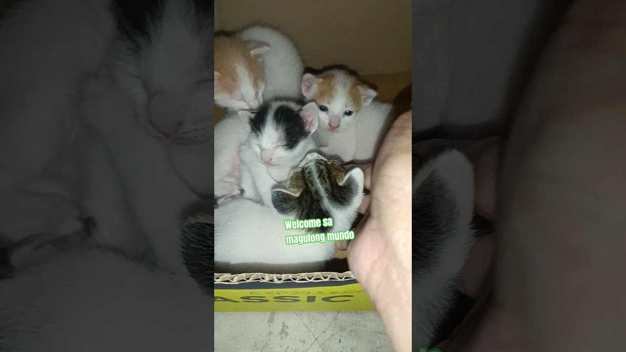 Добро пожаловать в хаотичный мир.
