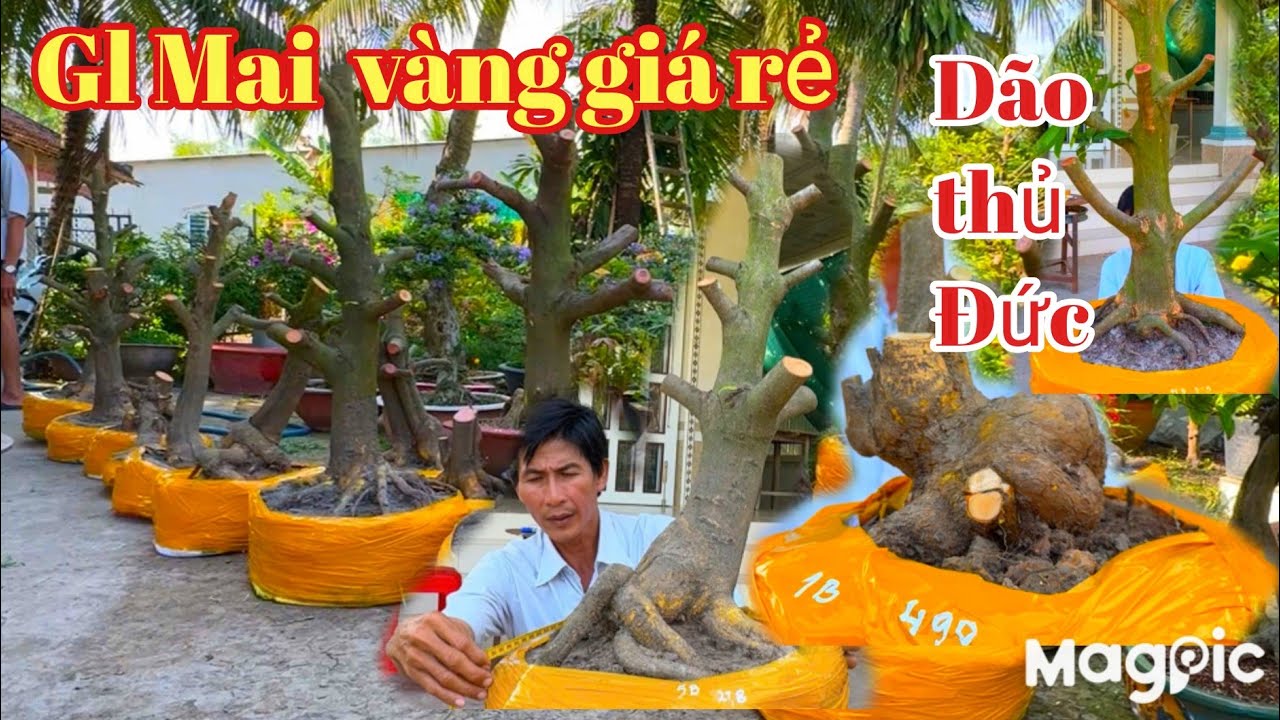 A Bình 👉 Zalo 👉 0789498882 v 0704798882 gl mai vàng thủ Đức giá cực rẻ tại CT.