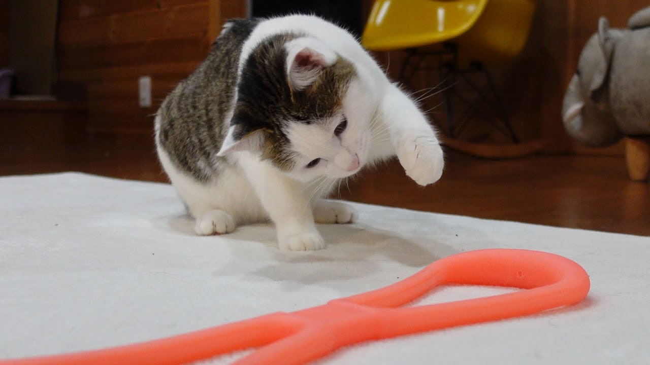 ゴムチューブと子ねこの長い戦い。-Long battle between the rubber tube and Kitten Miri.-