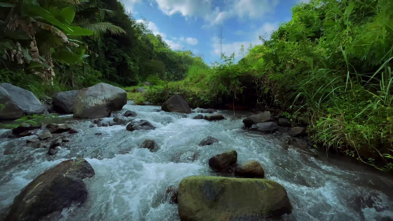 Fast River Sounds in Tropical Forest | Natural Stream Flow and Jungle Ambience for Sleep and Focus