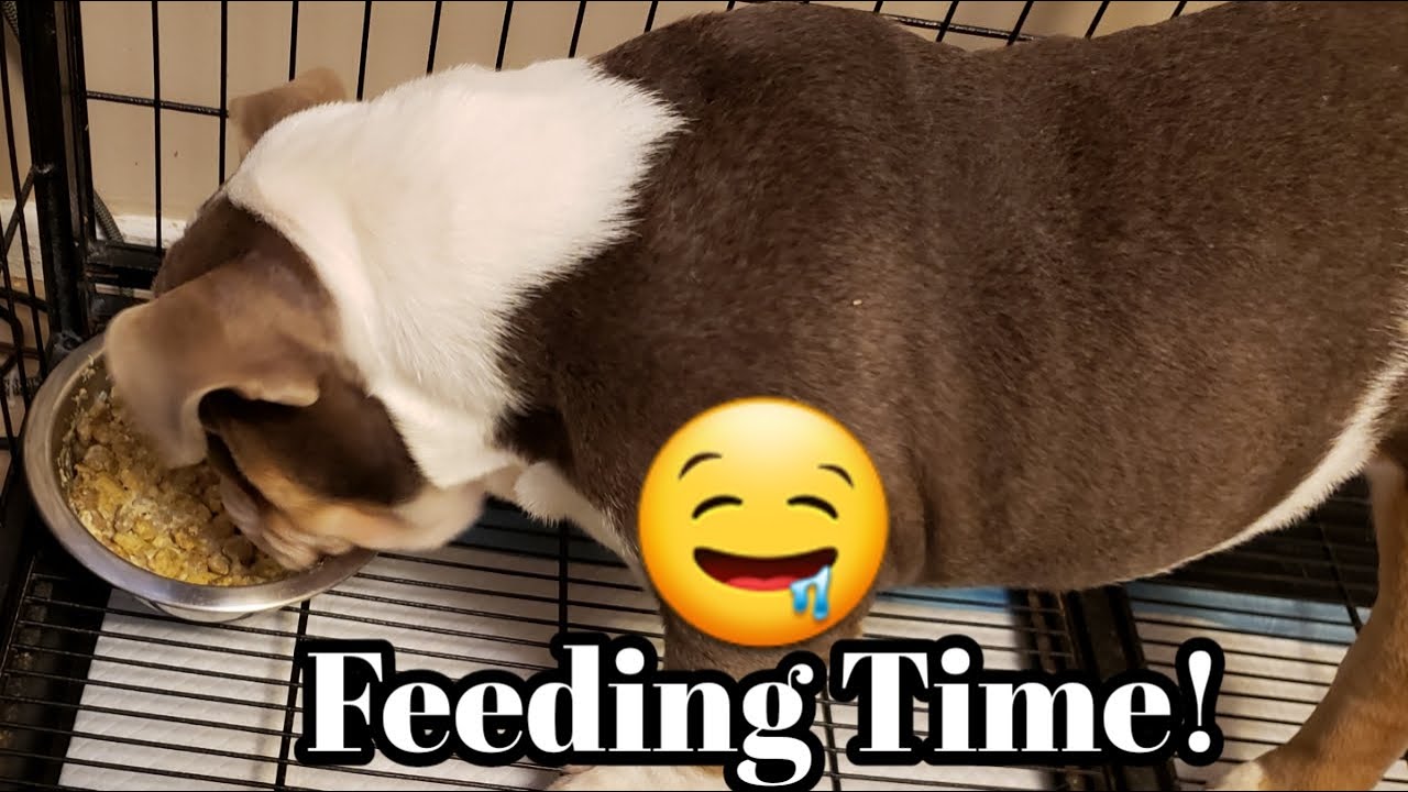 What To Feed Your English Bulldog To Keep It Strong And Healthy
