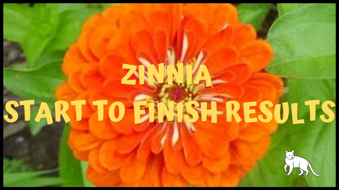 Growing Zinnias - From Seed to Out in the Garden [Zinnia Flower]