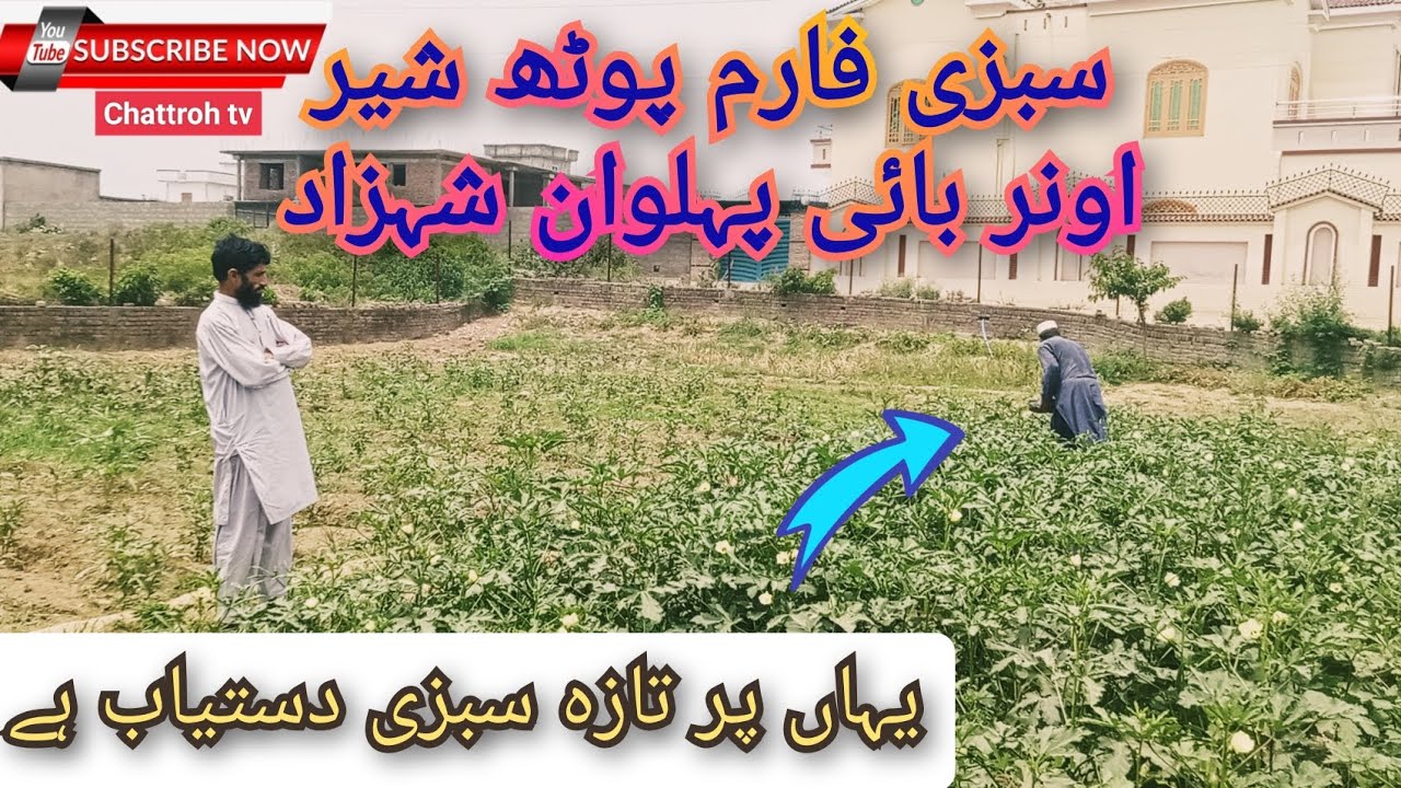 Vegetable farm potha sher honor by Palawan shahzad #dadyal #mirpur #azadkashmir #chattroh tv