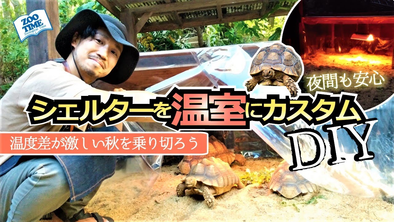 ★【屋外でも温かく】春秋でも快適にリクガメを屋外飼育する方法(シェルターを温室にDIY)　@ZOO TIME