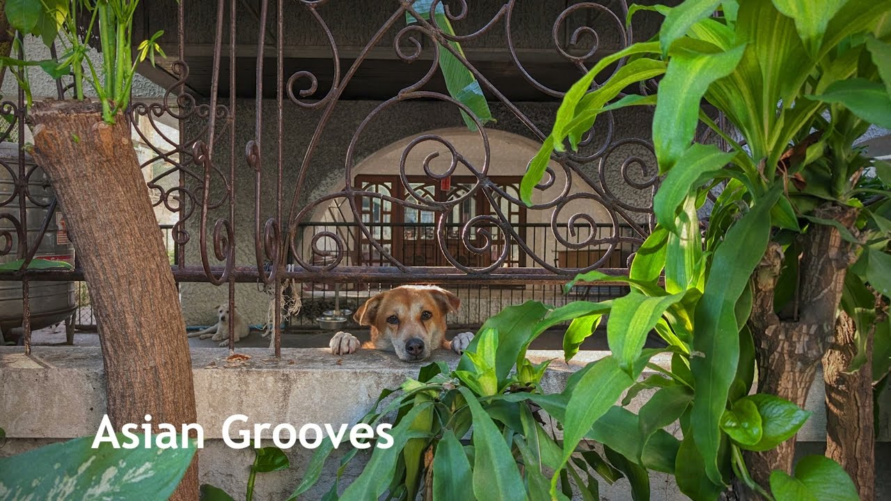 Asian Grooves &bull; 70s, 80s Old Pop, Funk, Rock & Molam Mix with REM Sleep