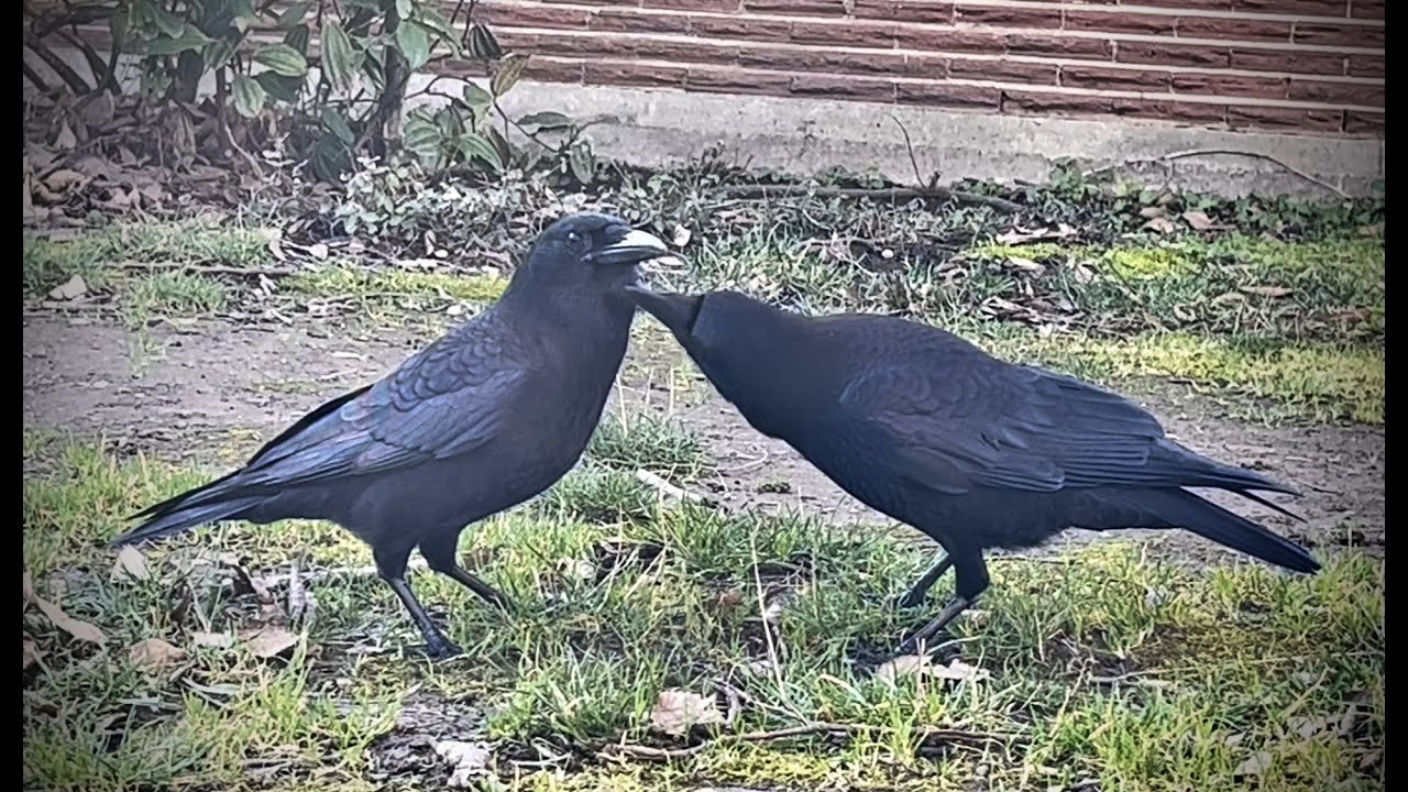Crow Family Preening