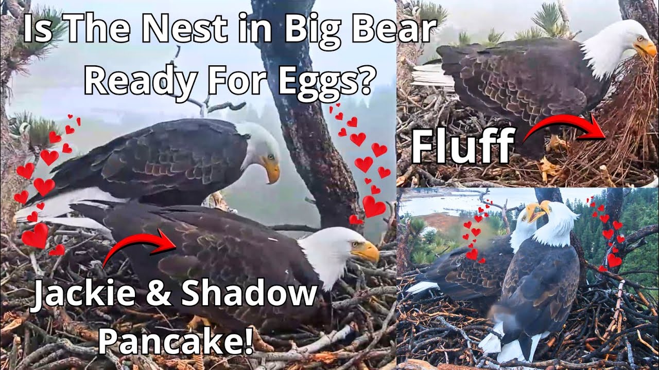 4 Pancakes, Beaky Kisses😘, Nibbling & Fluff🎉 Bald Eagles Jackie🦅 & Shadow🦅 Both Pancake!😍