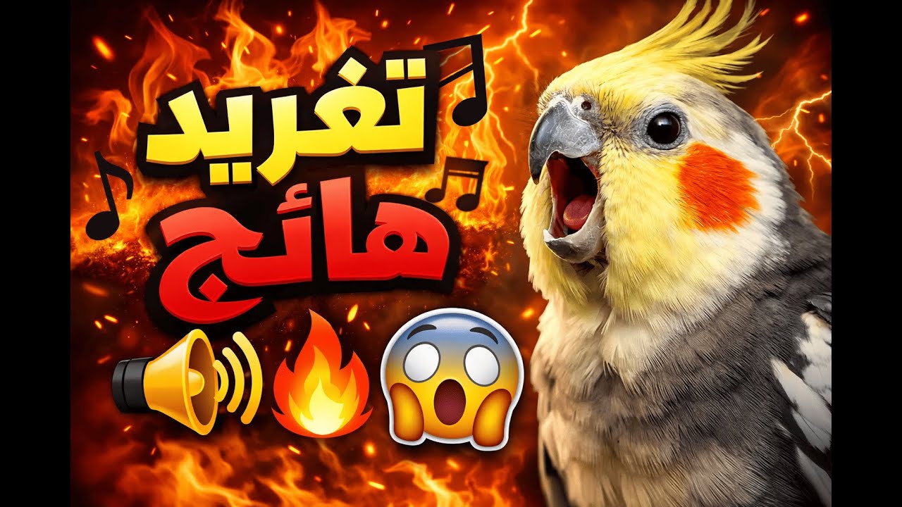 صوت ذكر الكوكتيل الهائج 🎶 تغريد متواصل وقوي