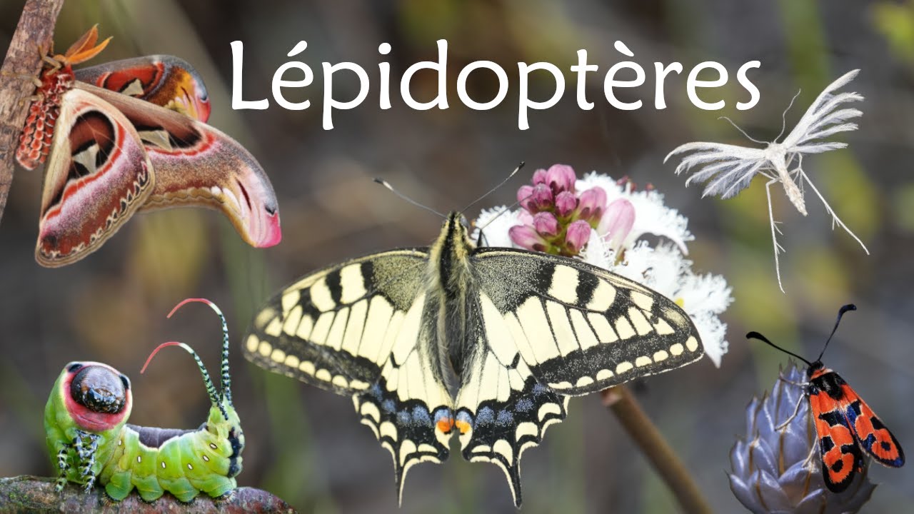 Les Lépidoptères (Zoologie)
