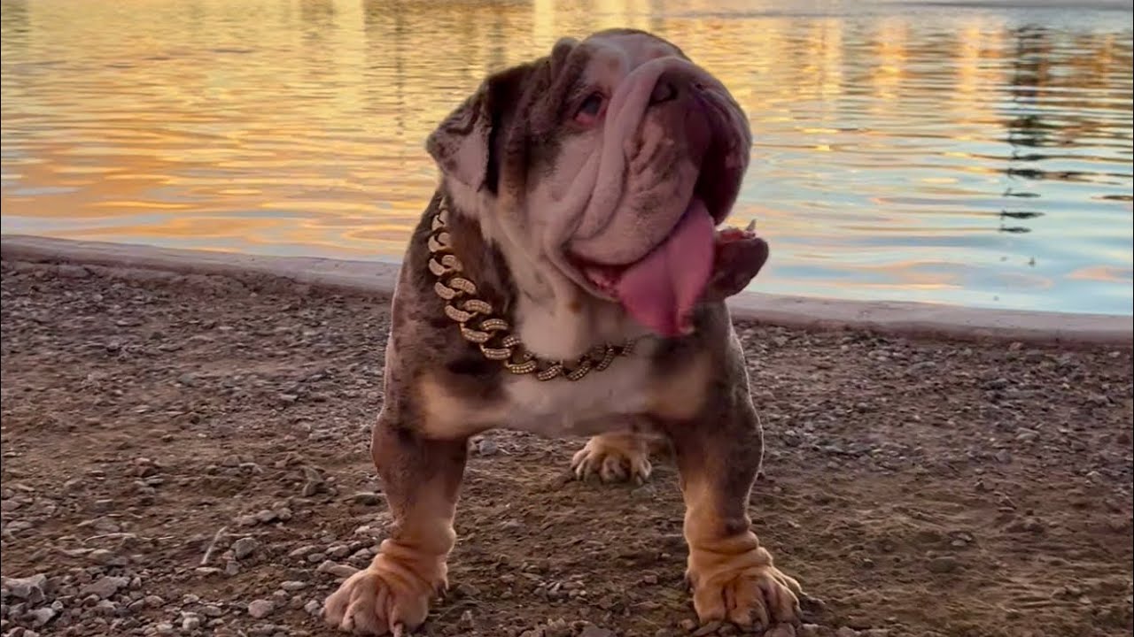 The hardest Exotic English Bulldog in Phoenix AZ 🔥🔥CAPO🔥🔥