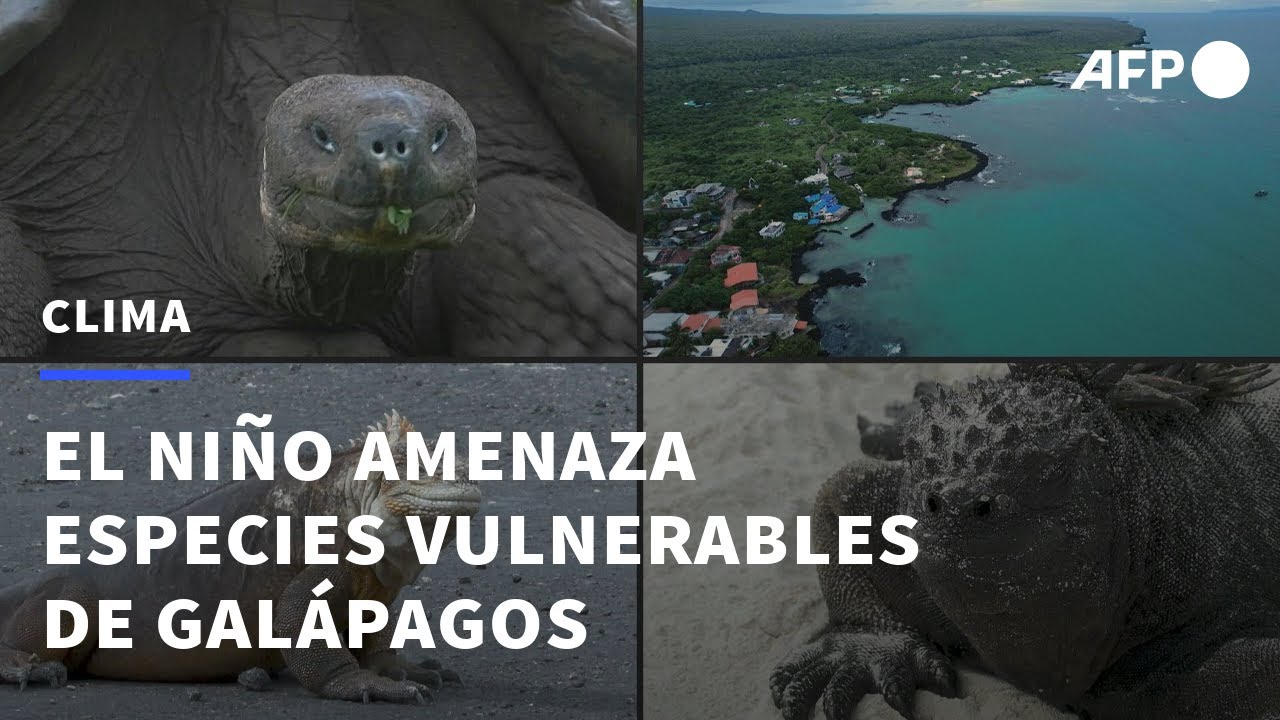 El Ni&ntilde;o, la mayor amenaza en d&eacute;cadas para las especies vulnerables de Gal&aacute;pagos | AFP
