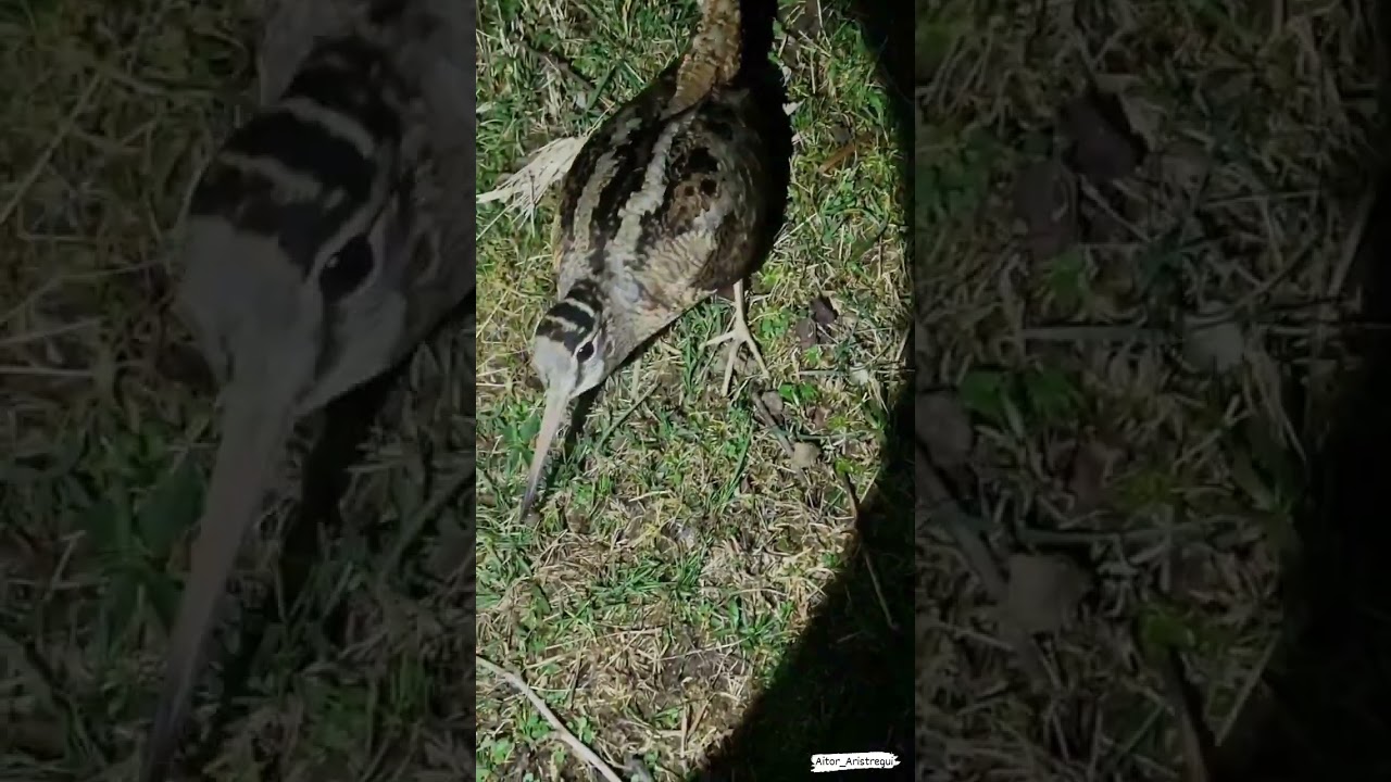 Une bécasse pas si sauvage...