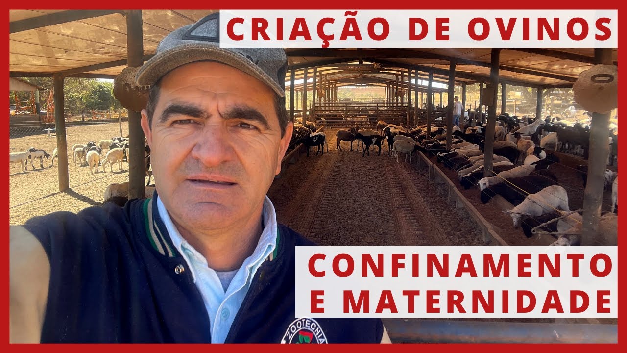 CRIAÇÃO de OVINOS - CONFINAMENTO e MATERNIDADE