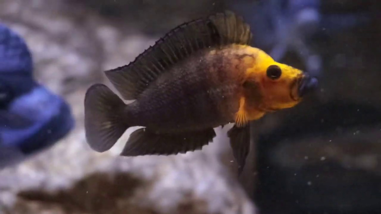 Altolamprologus compressiceps Gold Head