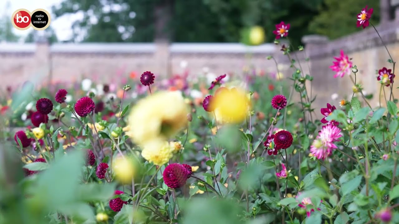 Holland Dahlia Event van start bij Kasteel Keukehof: '150 soorten dahlia's in bloei'