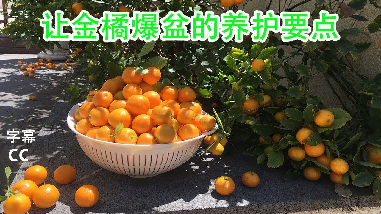 分享怎样种金橘kumquat tree让金桔豐收的几个建议 剪枝技巧,施肥,疏果和四季养护的方法kumquat tree care