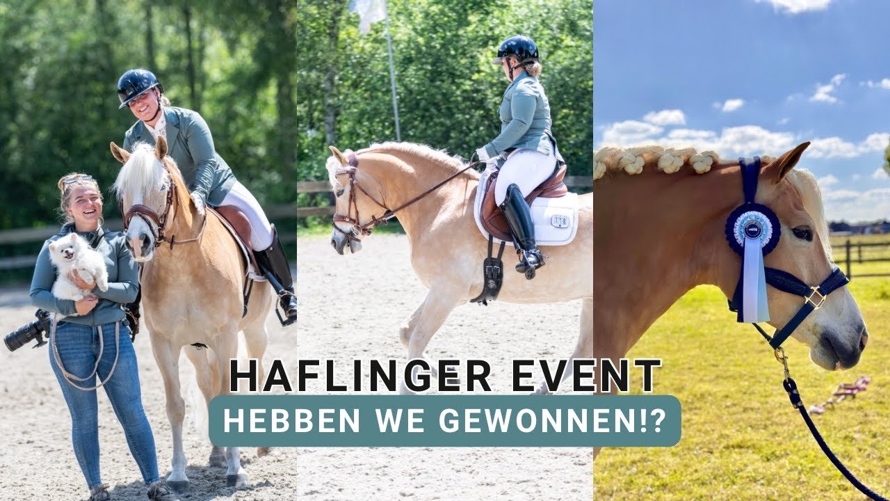 ROZETJE VOOR XANTHÓ IN HET L1?! | Haflinger Event 2024 | Haflingers King & Beau