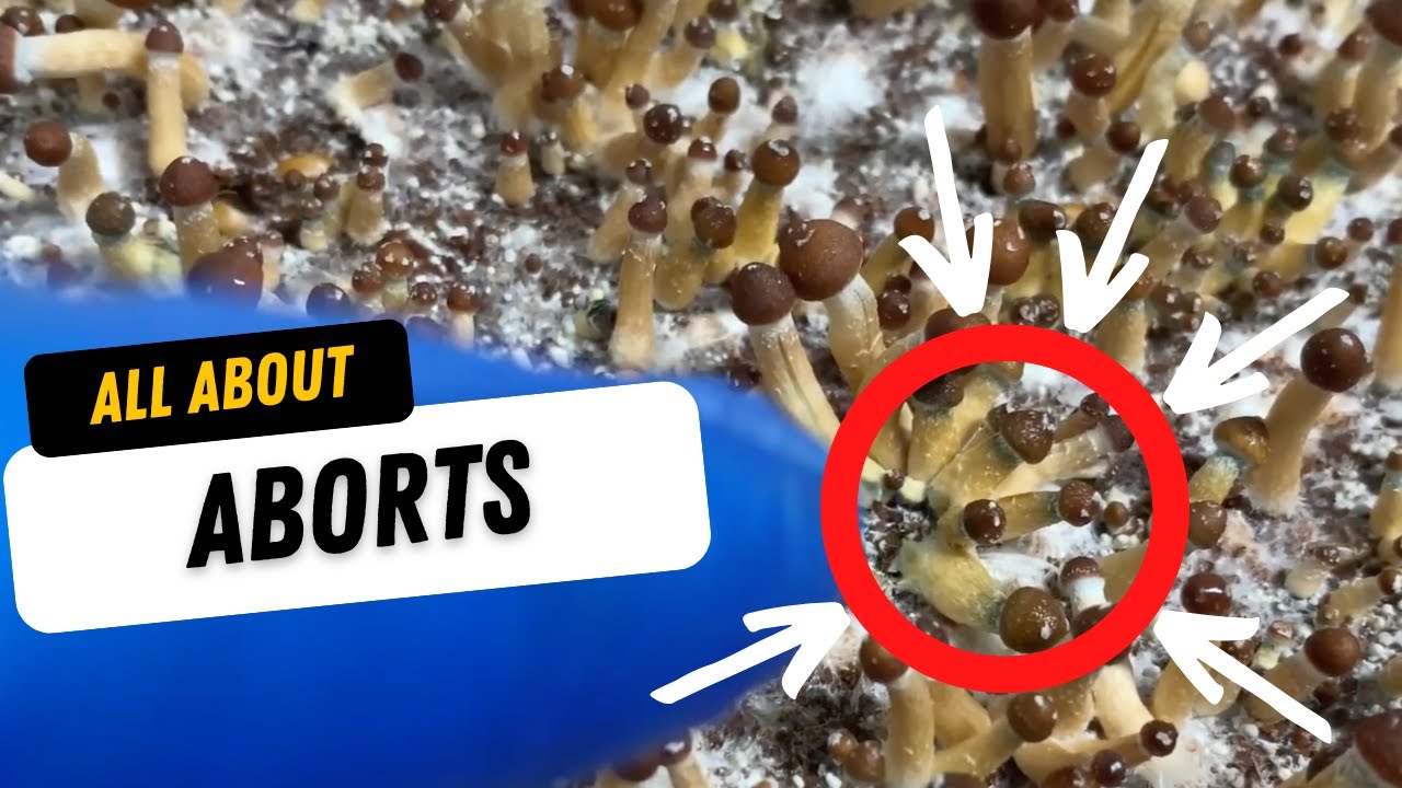 🍄 Всё об абортах! 🍄