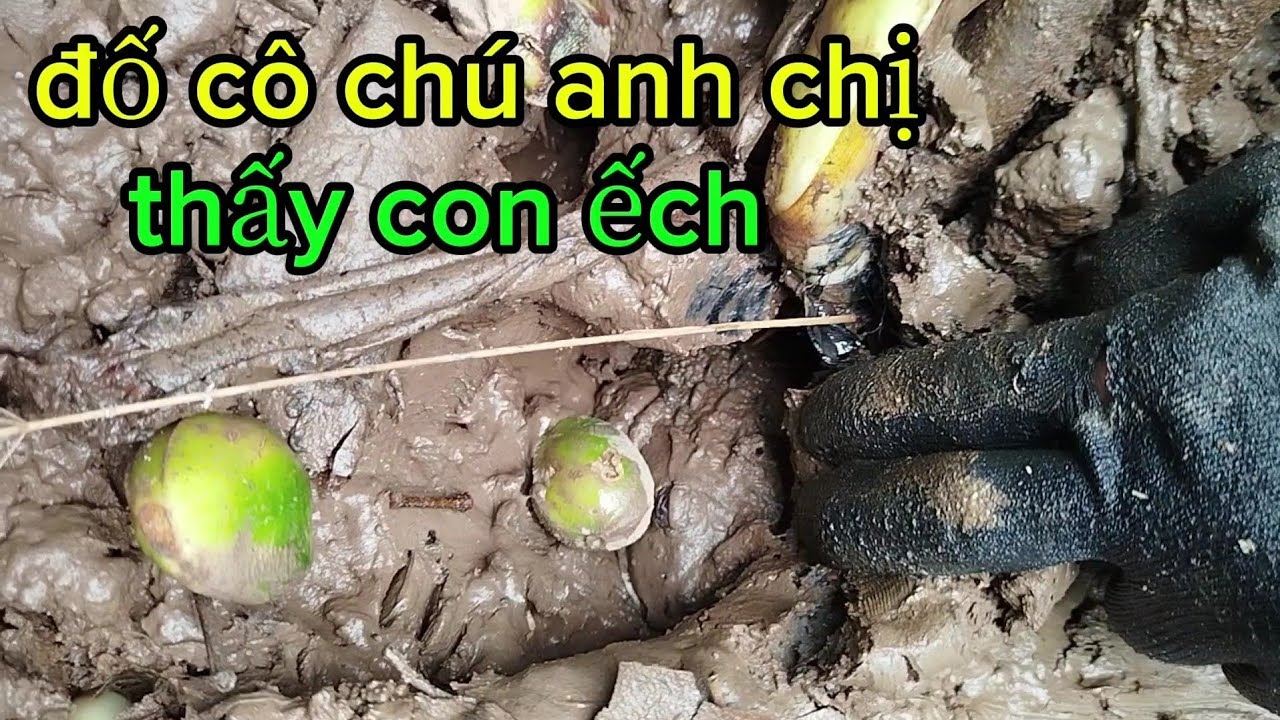 Hôm Nay Anh Em Đi Săn Ếch Tặng Cho Ông Anh Về Bình Dương / TCMT83 