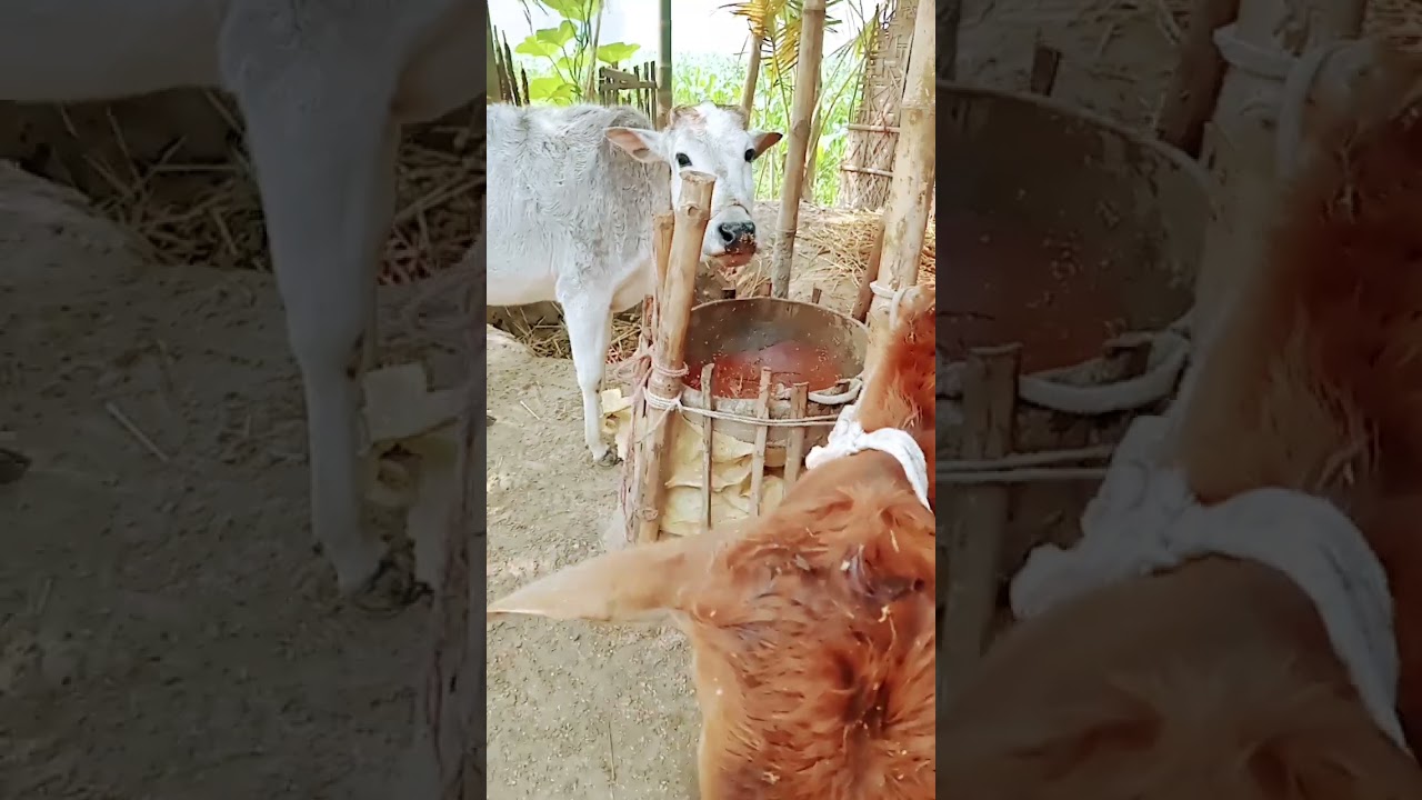 Village shorts #viralvideo #Gramvideo.#shorts #villagevlog #subscribe