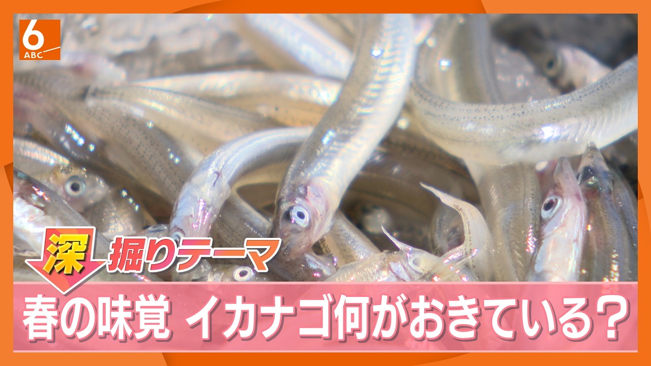 わずか2日で漁が終了…春の味覚「イカナゴ」が今年も不漁　背景には“捕食者”の増加や海水温の上昇も　減少を食い止めるためには？　識者解説【きょうの深掘り】
