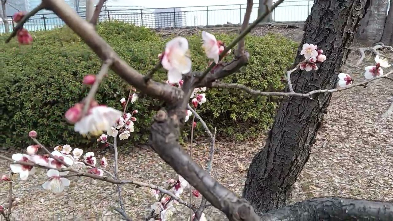 大阪城公園・梅林１