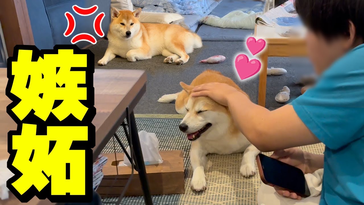 大好きな兄の浮気現場を目撃した柴犬がこの後…恐怖過ぎました