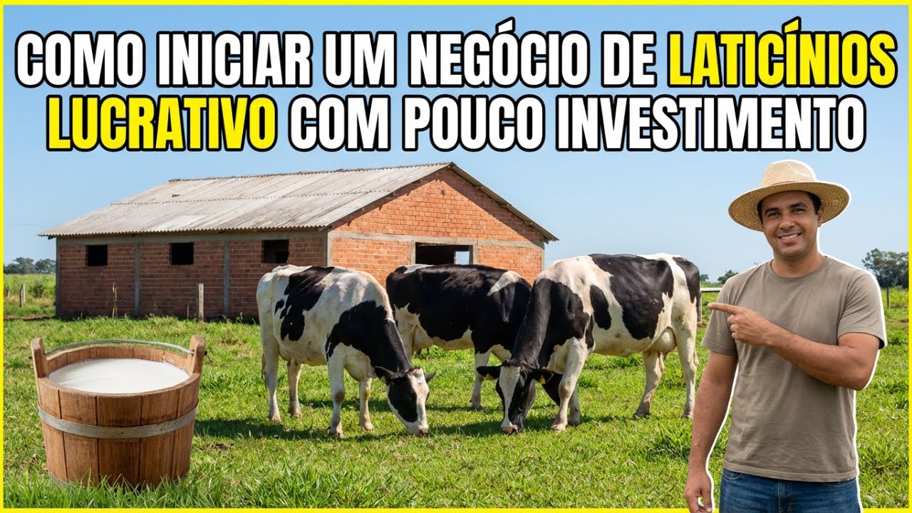 vacas Como iniciar um negócio de laticínios lucrativo com investimento e rebanho mínimos
