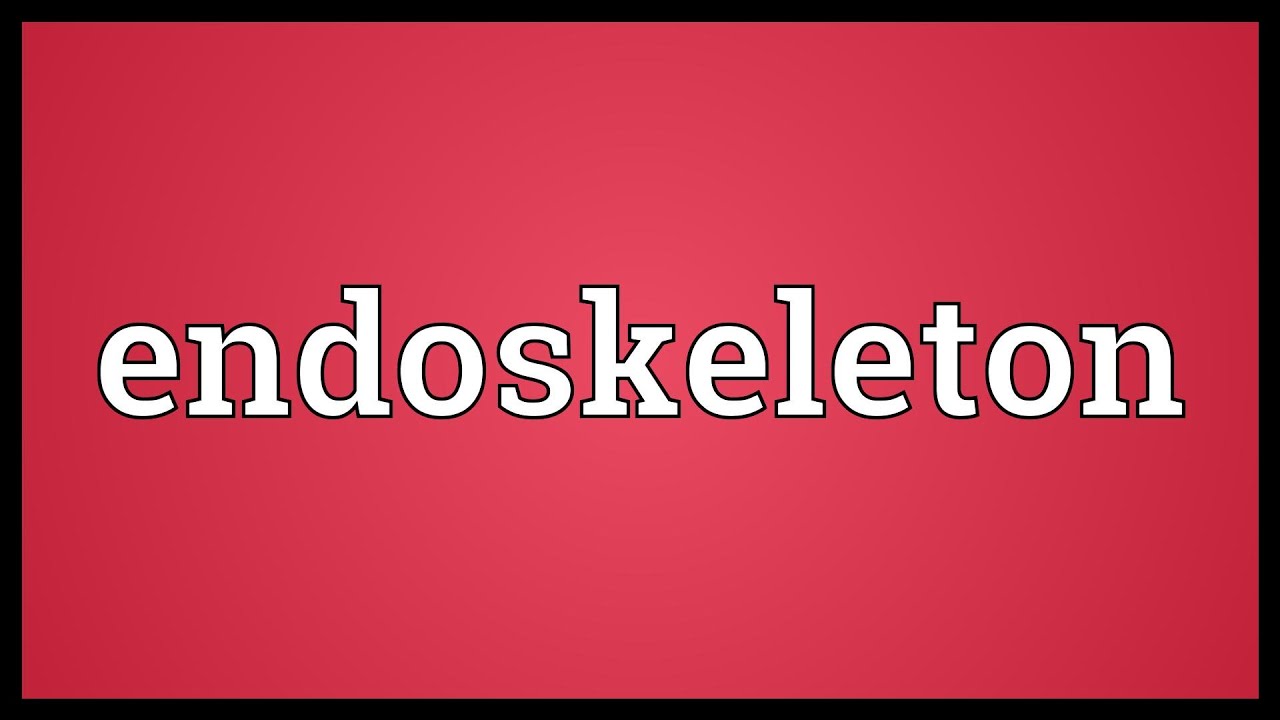 Endoskeleton Meaning