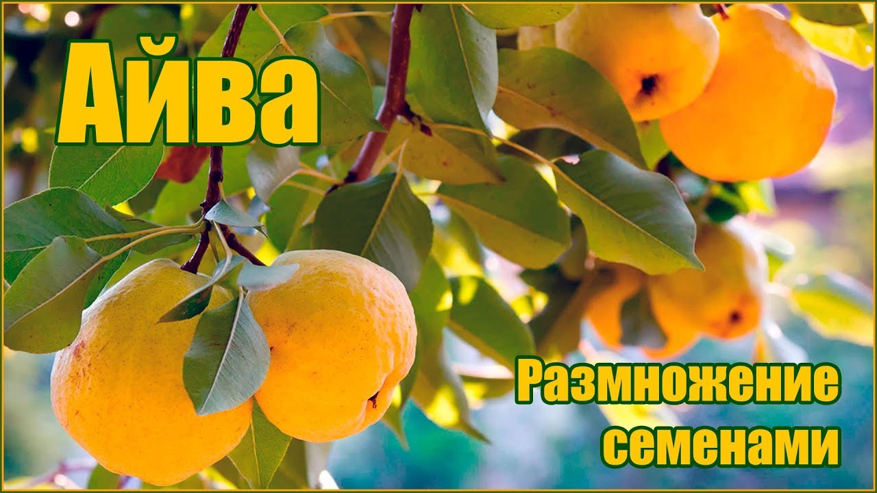 Размножение айвы семенами - стратификация и посадка семян на рассаду