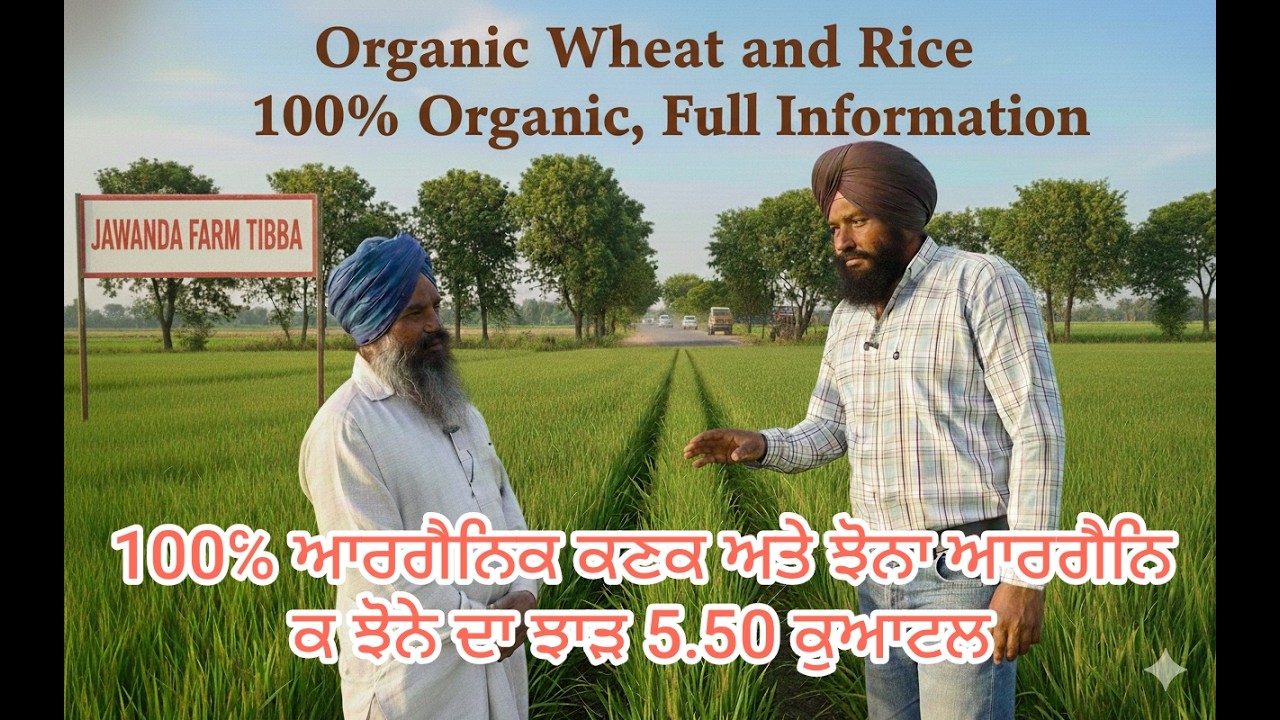 organic ਕਣਕ ਅਤੇ ਚੌਲ 100% ਜੈਵਿਕ ਖੇਤੀ ਦੀ ਪੂਰੀ ਜਾਣਕਾਰੀ