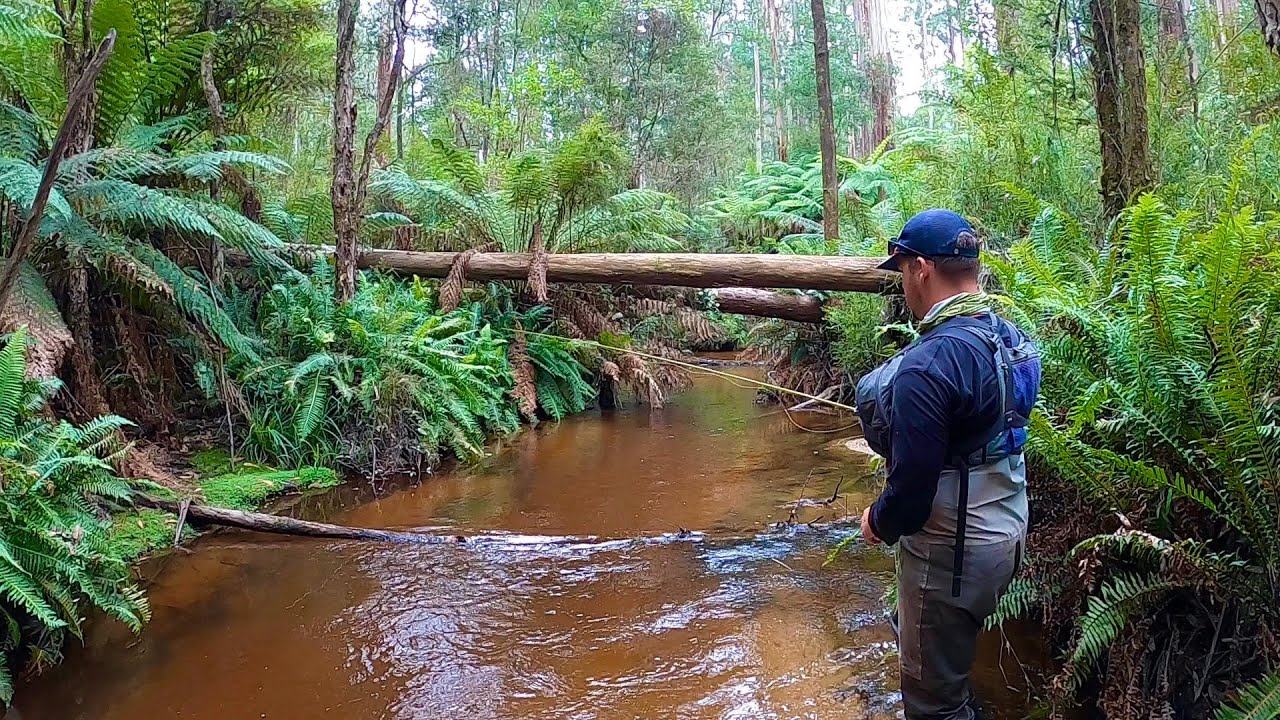Fly Fishing a Mountain Creek for Wild Brown Trout | Gippsland, Victoria