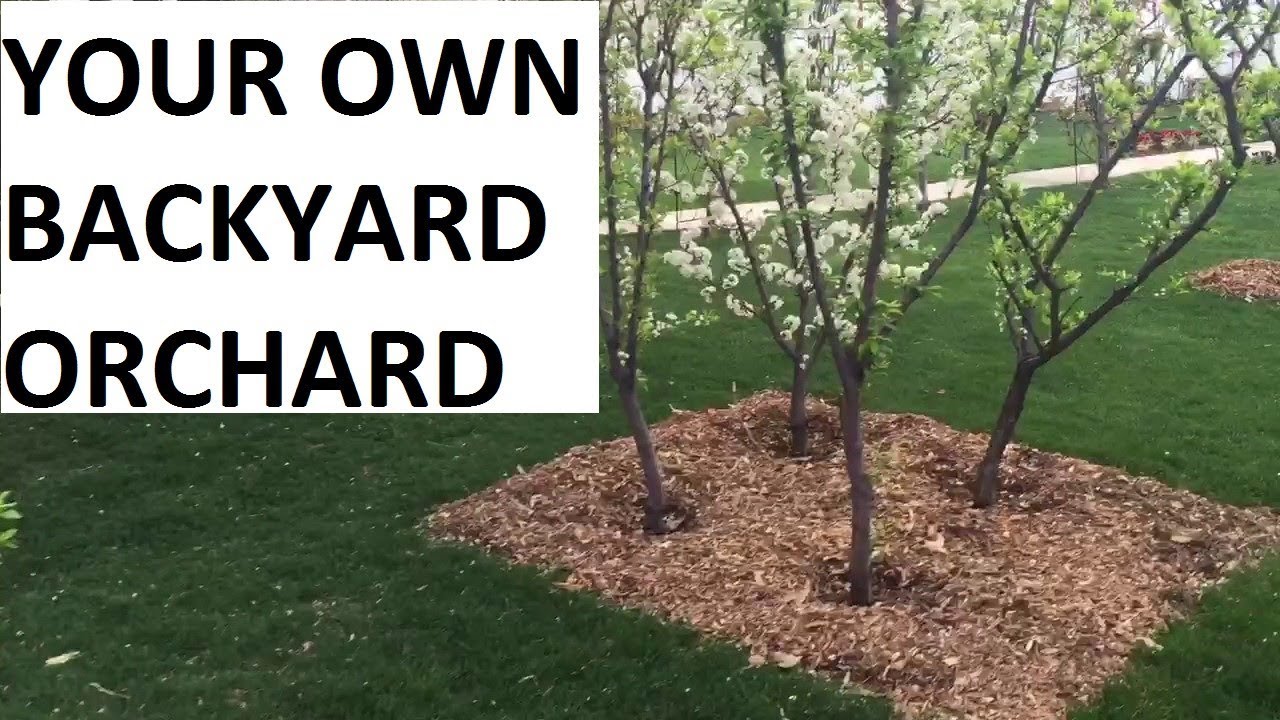 PLANTING YOUR BACKYARD ORCHARD | LIVESTREAM