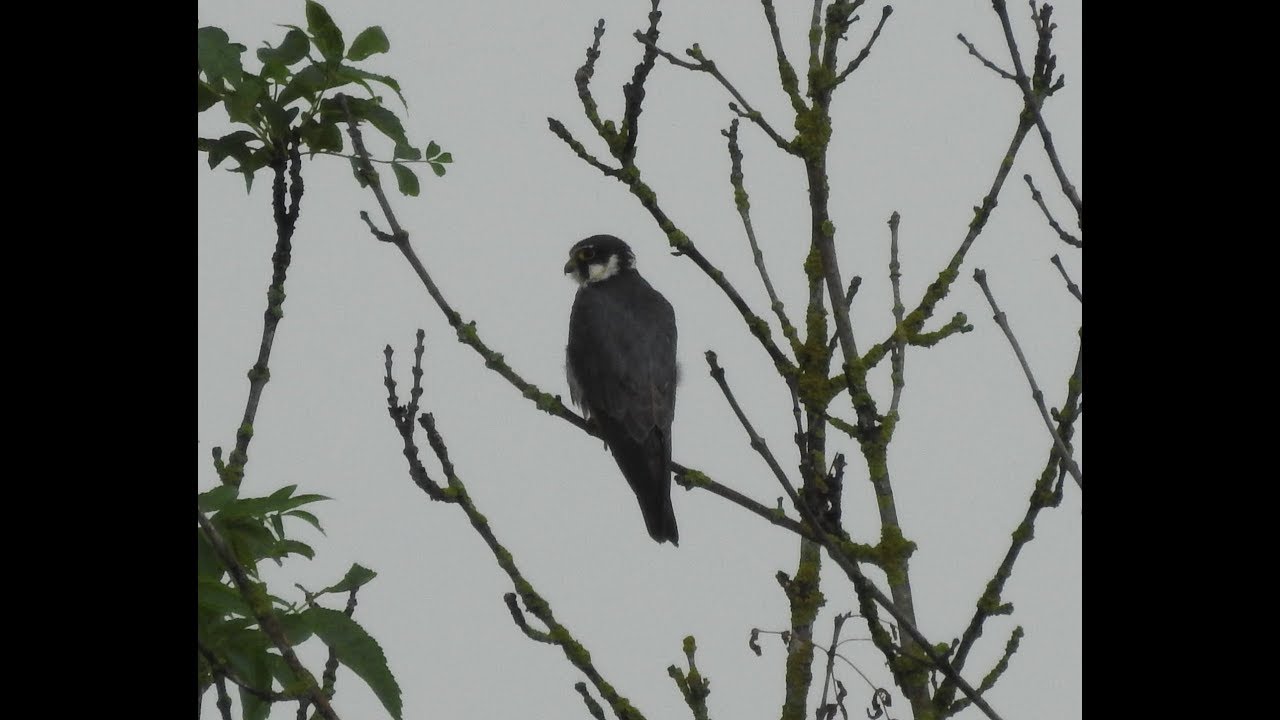 Baumfalke im Raaderwald 2019