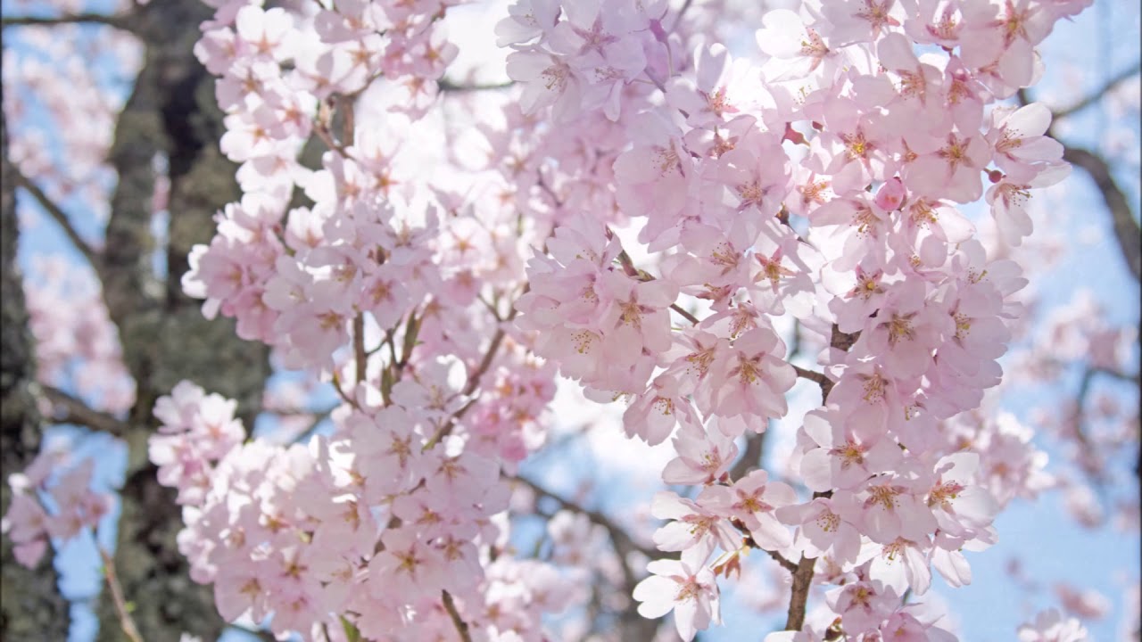 桜色 / 池田綾子（Ayako Ikeda）