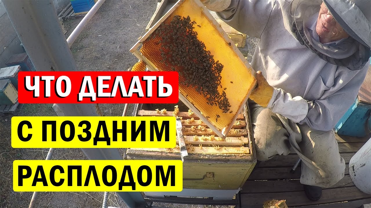 Гнездо пчел в зиму. Что ДЕЛАТЬ с ПОЗДНИМ РАСПЛОДОМ?
