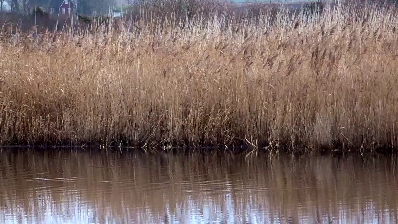 Vinterbadarna