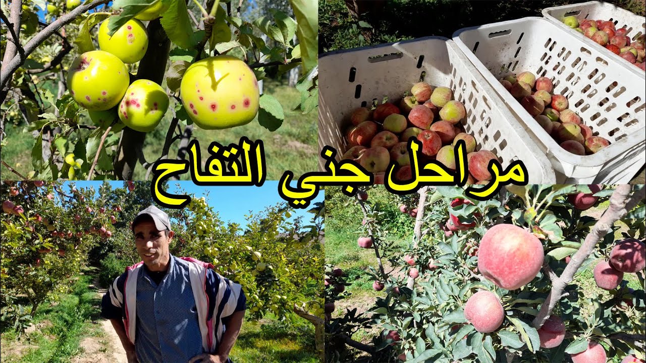 مرحل جني التفاح من الضيعة الى التبريد بمنطقة (امسمرير) اقليم تنغير المغرب