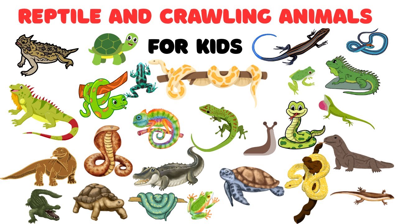 Reptile and Crawling Animals for Kids | Learn Reptiles & Crawling Animals in English with Pictures