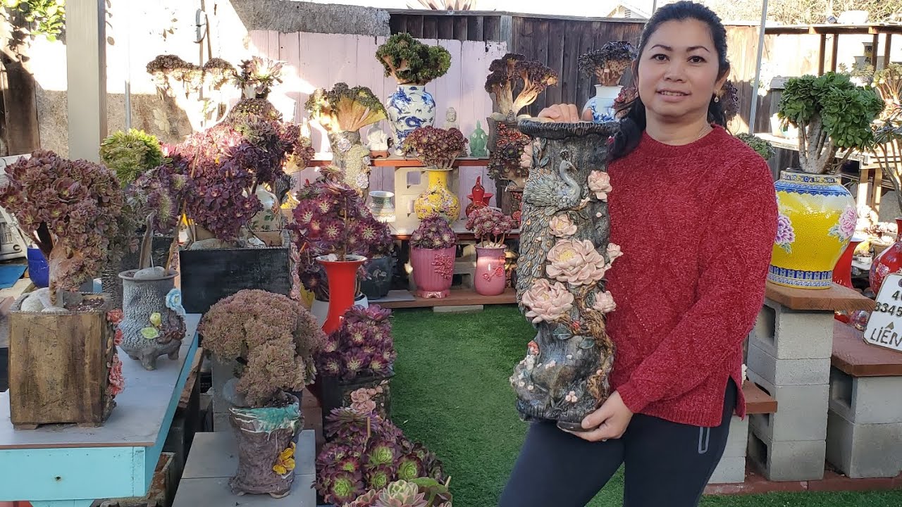 Sen đá  bán 408 834 5979 📞 Liênchinh Aeonium chậu 3D bán 02.21.2026