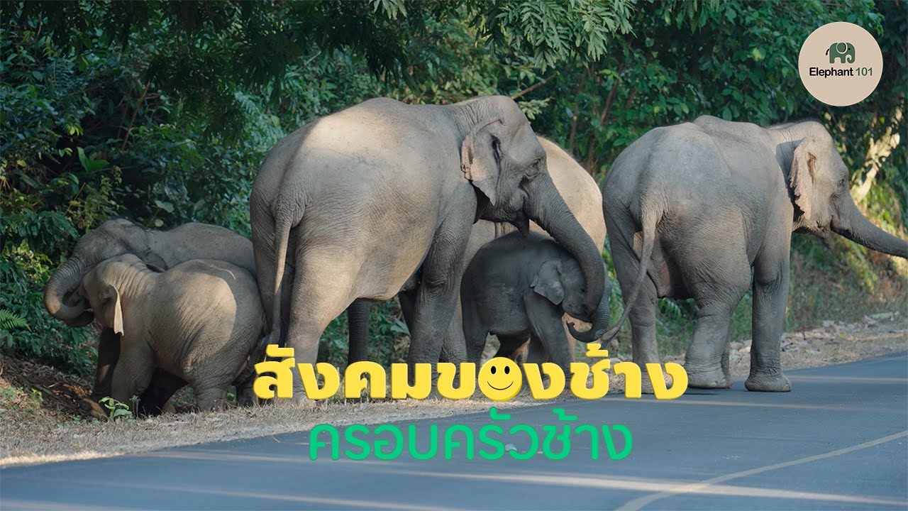 ช้างเป็นสัตว์สังคม -ทำไมช้างถึงอยู่กันเป็นโขลง